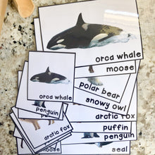 Load image into Gallery viewer, Arctic Tot School Bundle