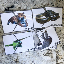 Load image into Gallery viewer, Rainforest Tot School Bundle