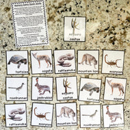 Desert Memory Game Cards